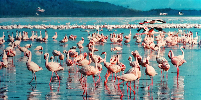 pink flamingo 1484781 1280