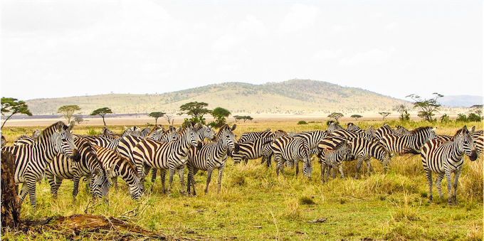 Meetings, Events, Incentives, Safari und Gruppenreisen in Tansania