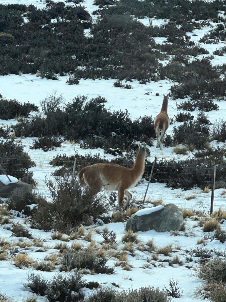 Guanacos