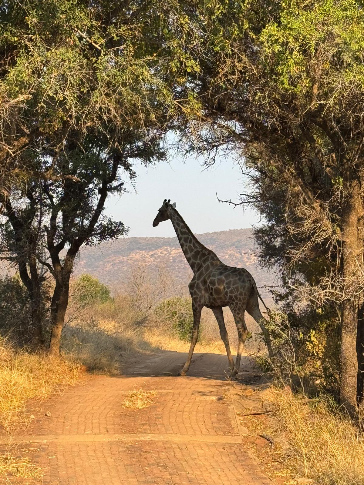 37ad5ec6 f687 4f44 ad14 c6684caa2f86