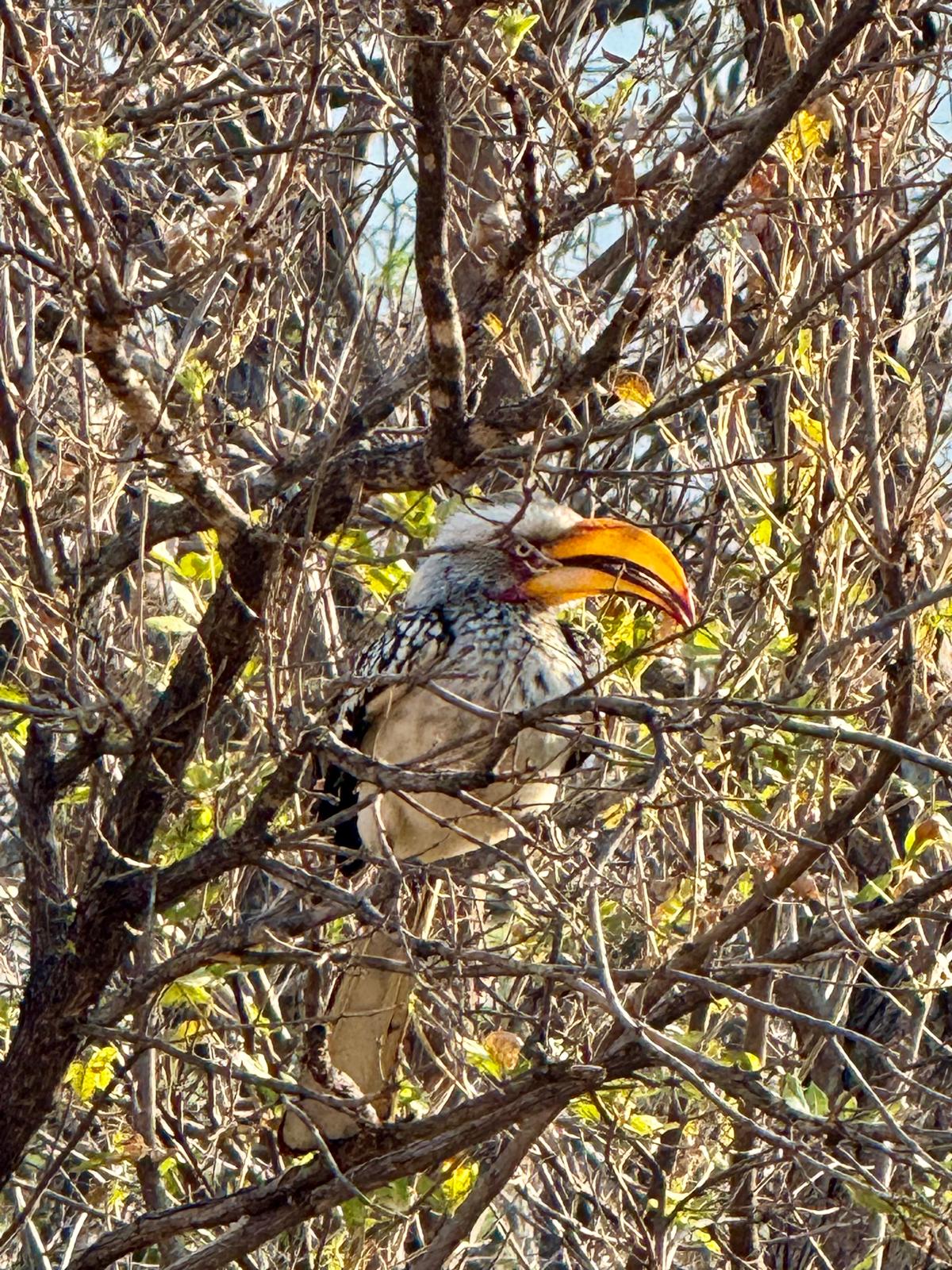 85700772 0582 4996 8068 b8f2352d5217